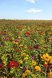 《最终幻想》系列总销量已超1.85亿份 FF16出力大